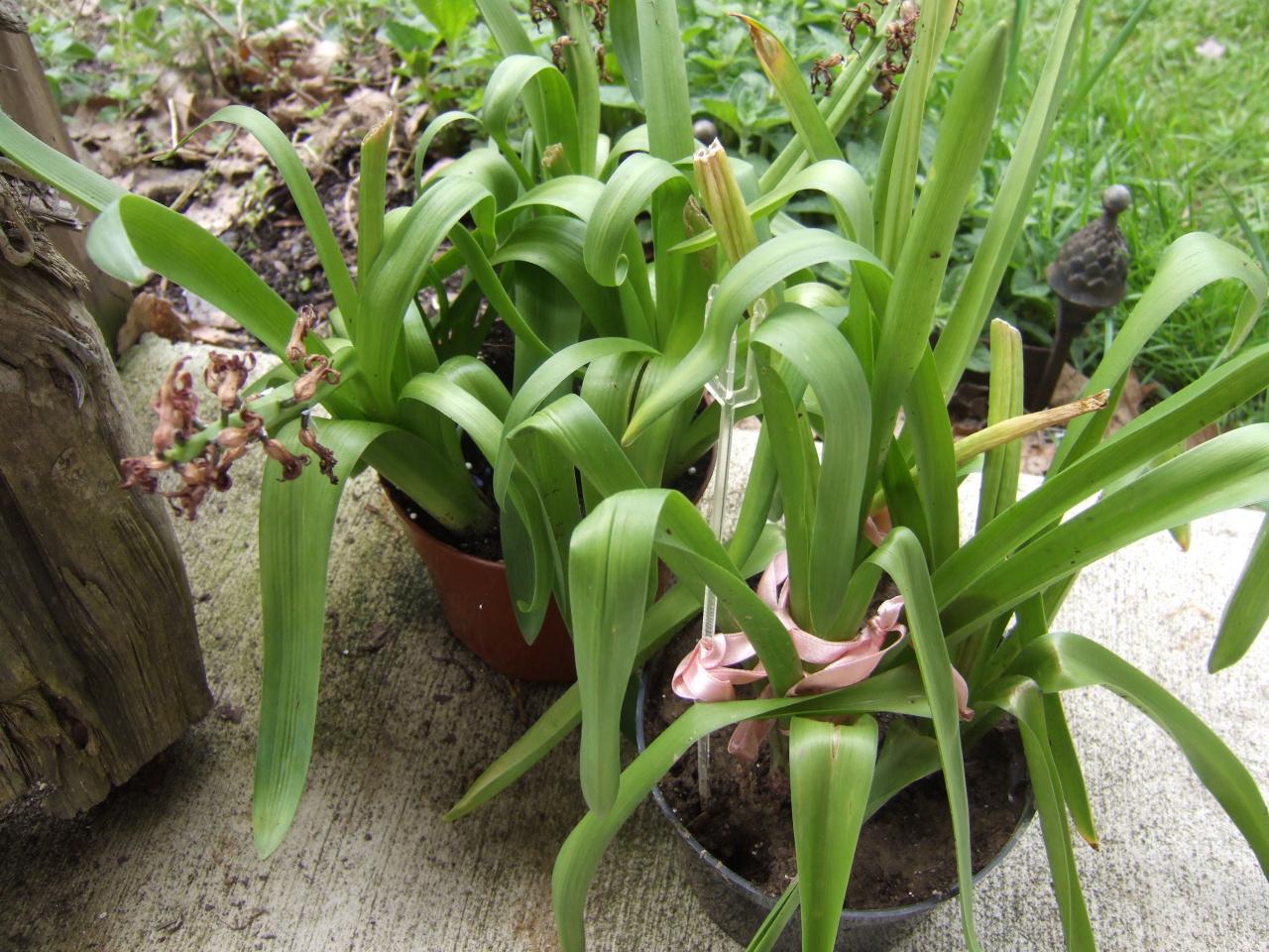 What to Do With Easter Bulbs DIY Network Blog Made + Remade DIY